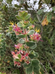 Marcetia macrophylla