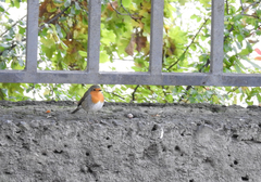 Erithacus rubecula