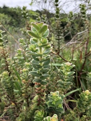 Marcetia macrophylla