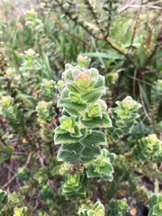 Marcetia macrophylla