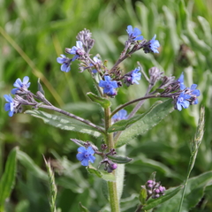 Cynoglottis barrelieri