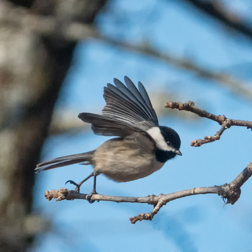 Carolina Chickadee, photo 9 of 9