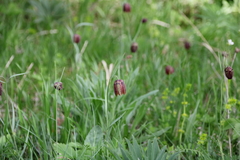 Fritillaria montana