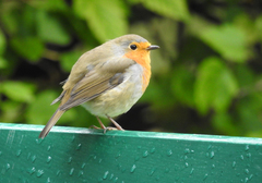 Erithacus rubecula