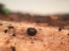 Pseudolachnea hispidula