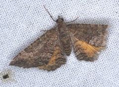 Chrysolarentia bichromata