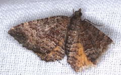 Chrysolarentia bichromata