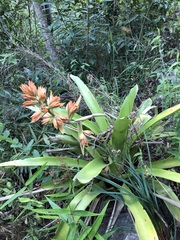 Aechmea aquilega