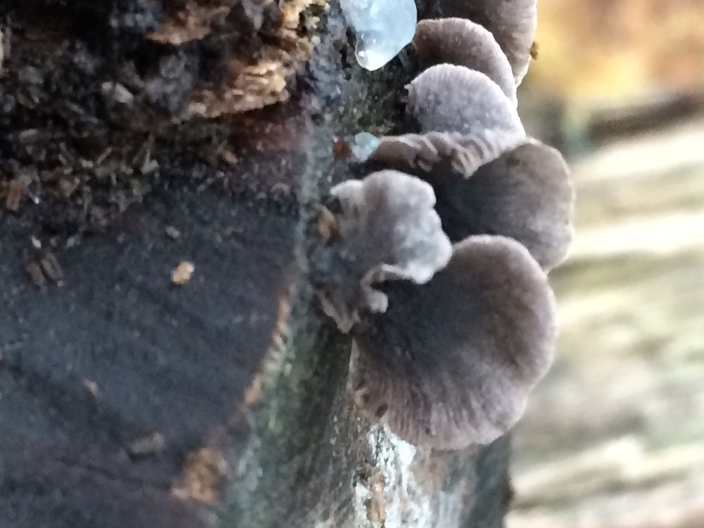 Resupinatus alboniger