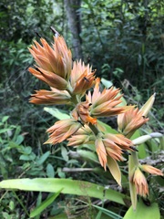 Aechmea aquilega