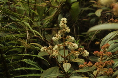 Miconia cataractae