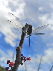 Dythemis sterilis