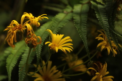 Munnozia senecionidis