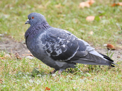 Columba livia domestica
