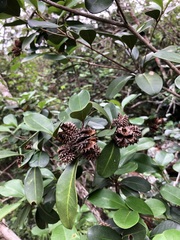 Esenbeckia grandiflora