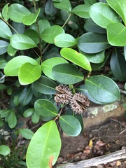 Esenbeckia grandiflora