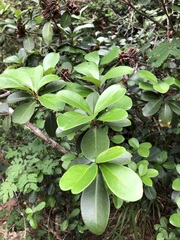 Esenbeckia grandiflora