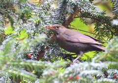 Turdus merula