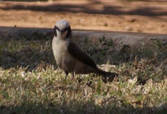 Eurocephalus anguitimens