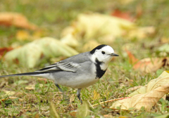 Motacilla alba