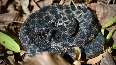 Sistrurus miliarius barbouri