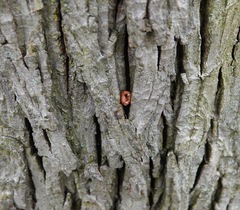 Sitta carolinensis