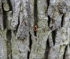 Sitta carolinensis