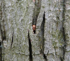 Sitta carolinensis