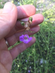 Agalinis edwardsiana