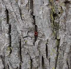 Sitta carolinensis