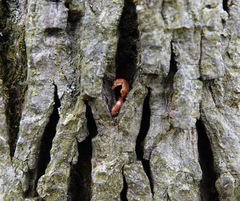Sitta carolinensis
