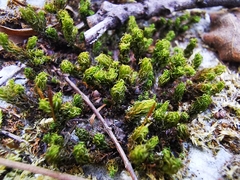 Ptychomitrium serratum