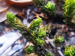 Ptychomitrium serratum