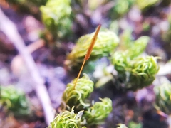 Ptychomitrium serratum