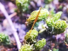 Ptychomitrium serratum