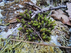 Ptychomitrium serratum