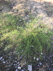 Agalinis edwardsiana