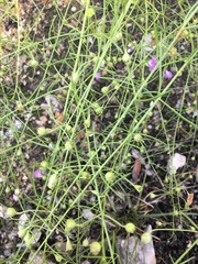 Agalinis edwardsiana