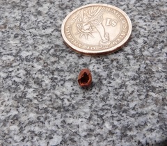 Sitta carolinensis