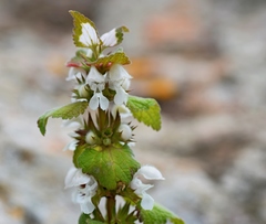Lamium moschatum