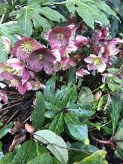 Helleboreae