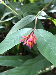Palicourea marcgravii