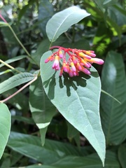 Palicourea marcgravii
