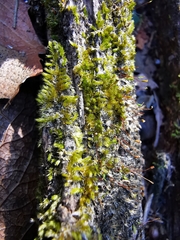Sematophyllum adnatum