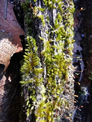 Sematophyllum adnatum