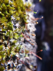 Sematophyllum adnatum