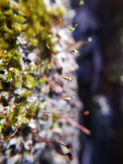 Sematophyllum adnatum