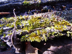 Sematophyllum adnatum