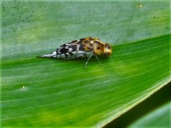 Glipa malaccana