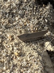 Goniaea australasiae